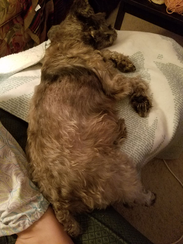 Yeast Infection Loss of Hair 1