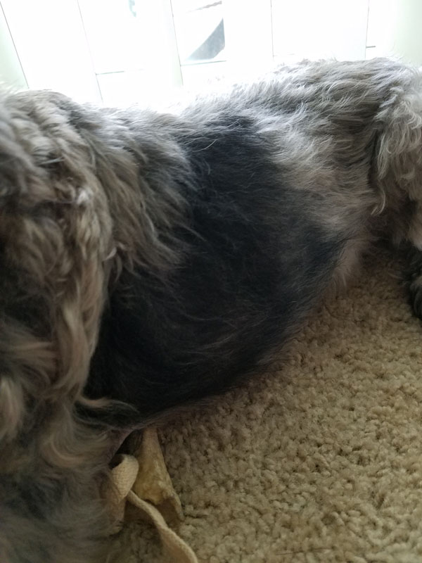 Yeast Infection Recover - Hair Regrowth 1