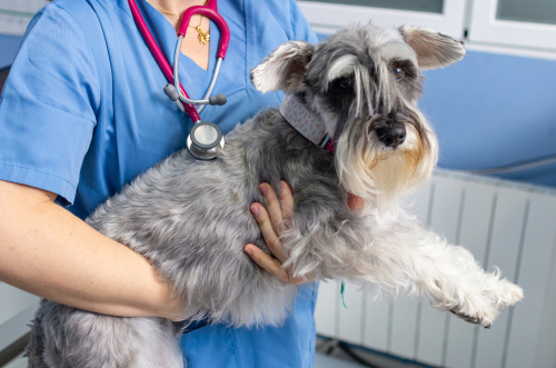 Generic Schnauzer Condition