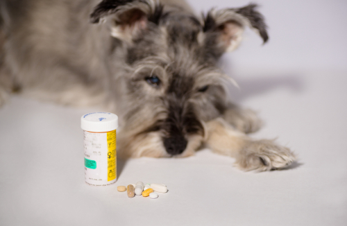 Generic Schnauzer Medication