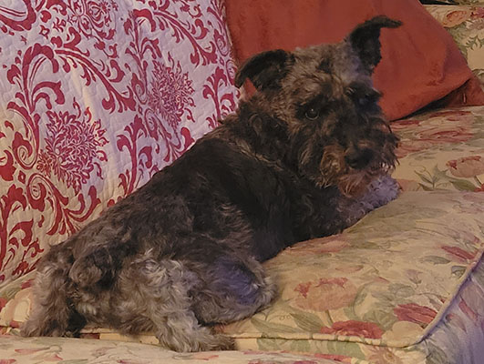 Ralphie for About Page